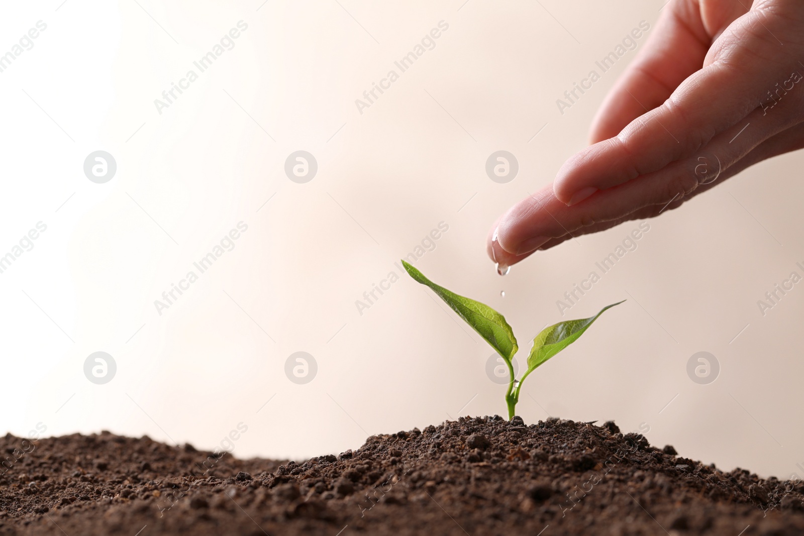 Photo of Farmer pouring water on young seedling in soil against light background, closeup. Space for text