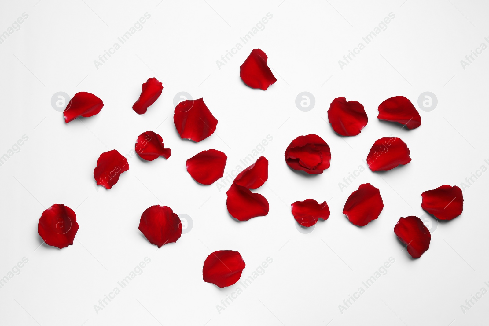 Photo of Beautiful red rose petals on white background, top view