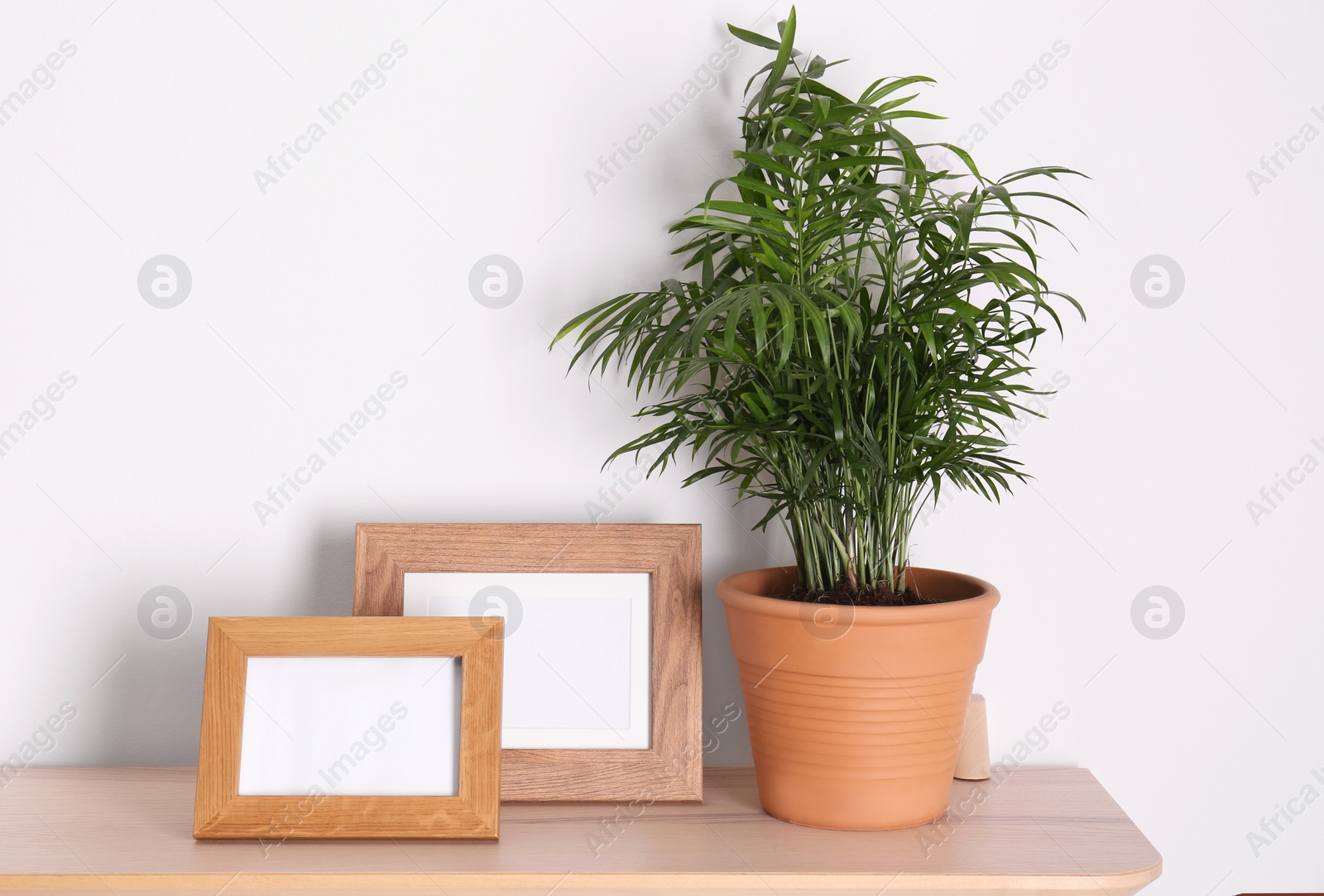 Photo of Wooden shelf with beautiful green houseplant and photo frames on white wall