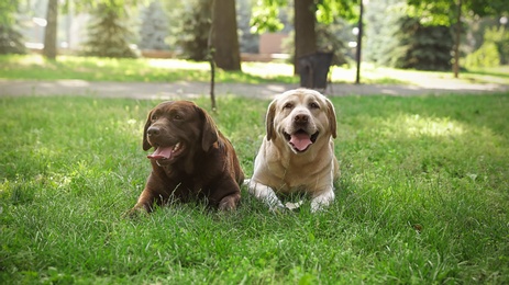 Funny Labrador Retriever dogs in green summer park