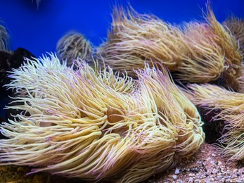 Many beautiful tropical sea anemones in clean aquarium