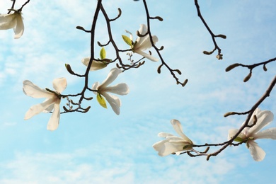 Photo of Magnolia tree branches with beautiful flowers against blue sky. Awesome spring blossom