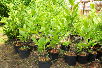 Potted trees in greenhouse. Gardening and planting