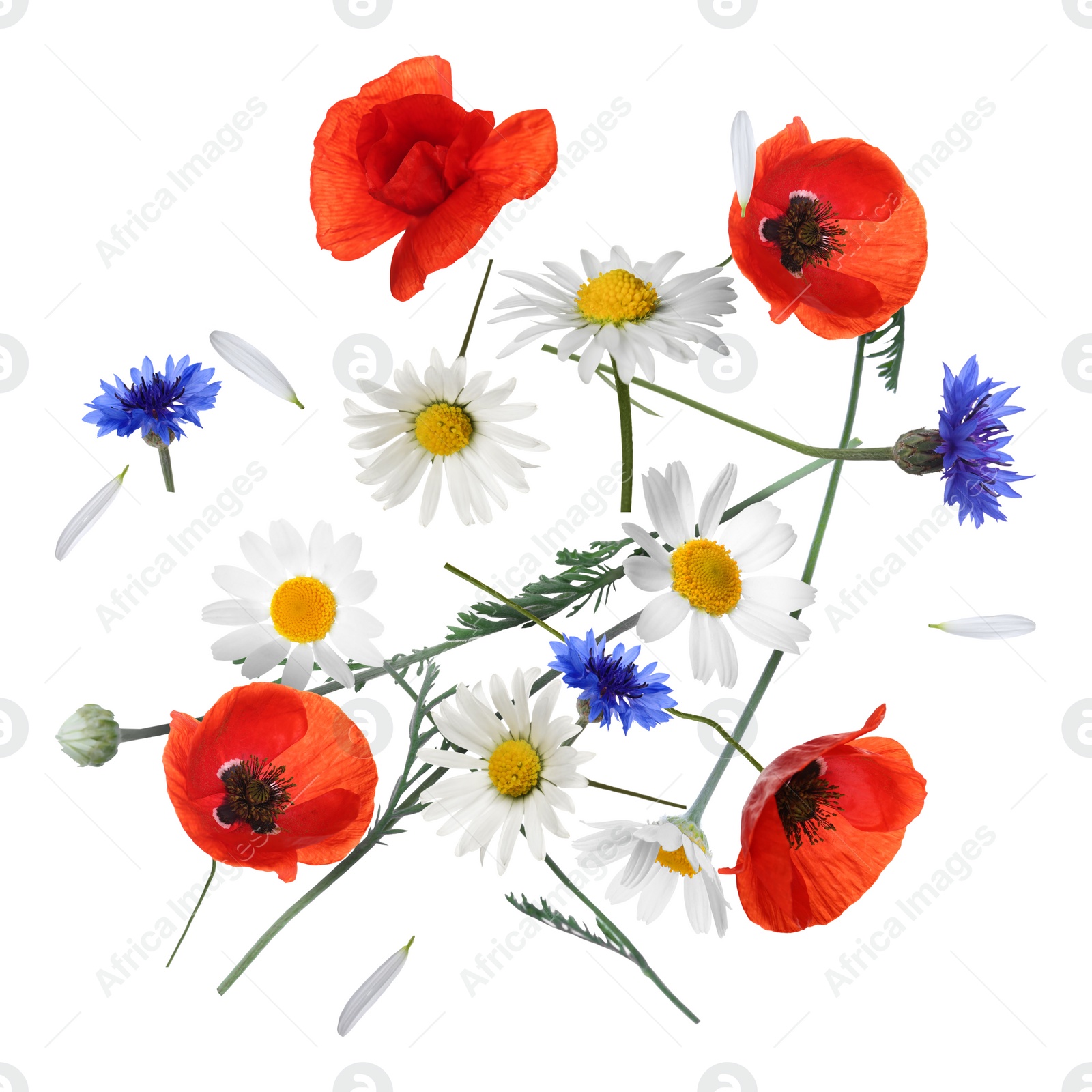 Image of Beautiful meadow flowers falling on white background