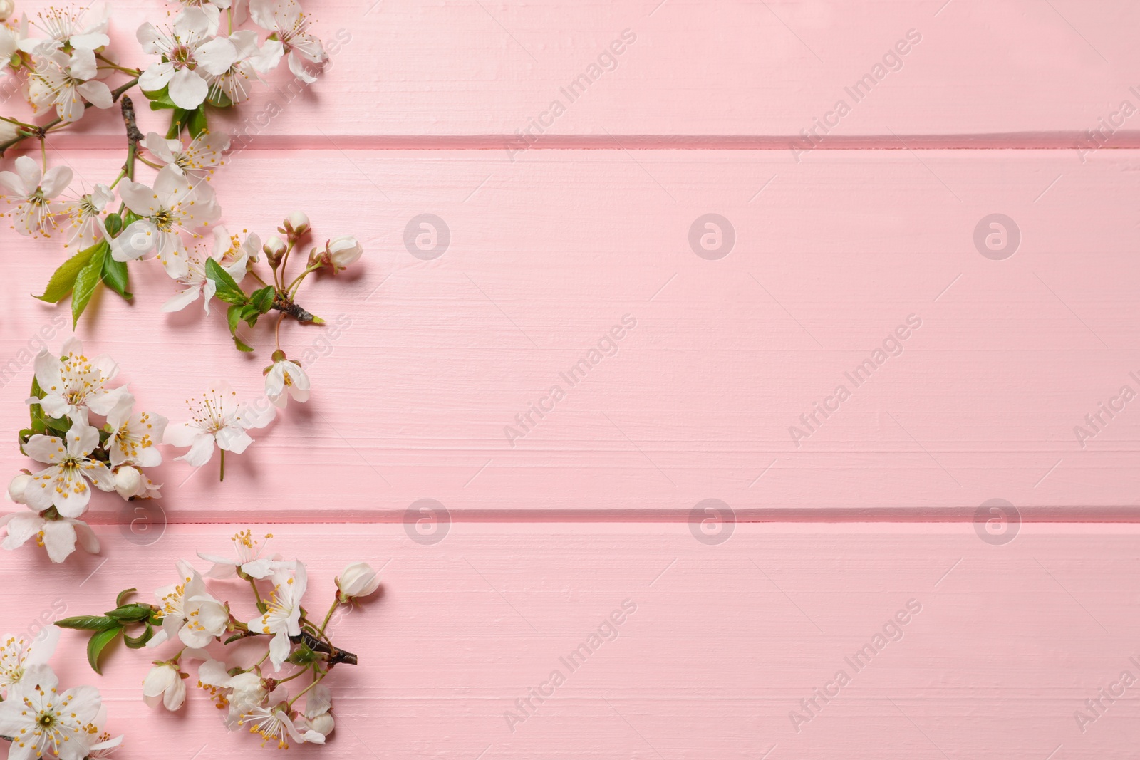 Photo of Beautiful spring flowers as border on pink wooden background, flat lay. Space for text