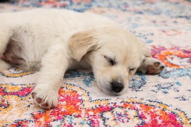 Photo of Cute little puppy sleeping on carpet, closeup