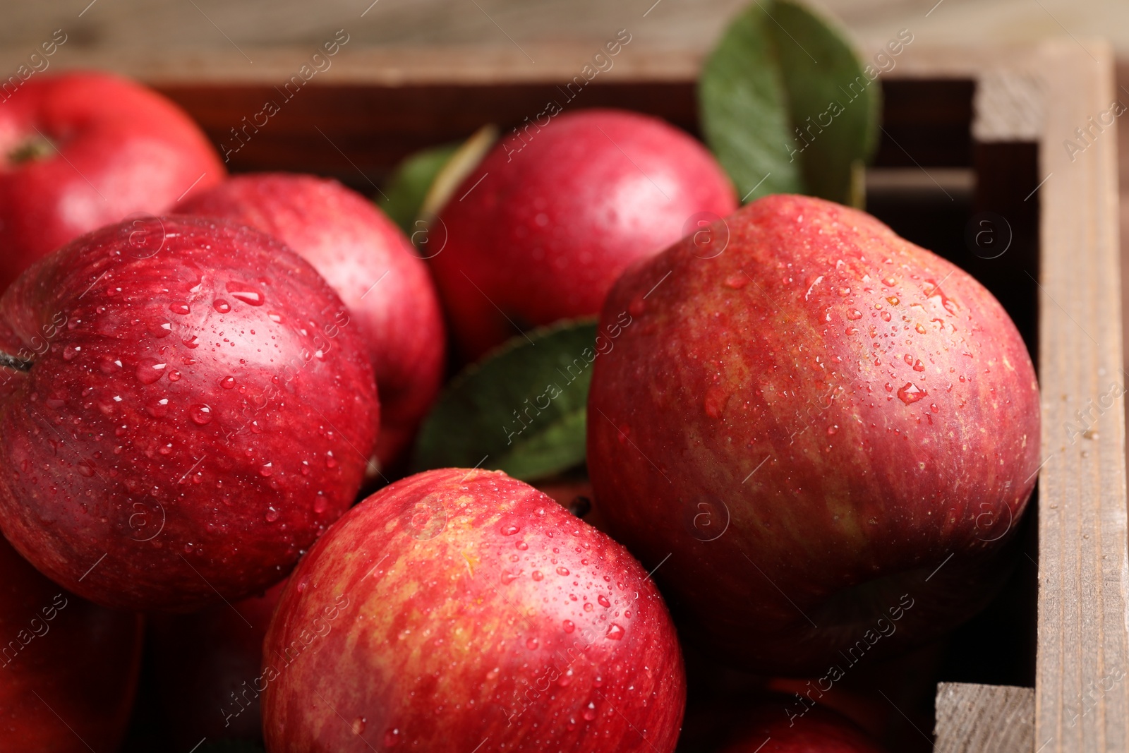 Photo of Ripe red apples with water drops and green leaves in crate, closeup