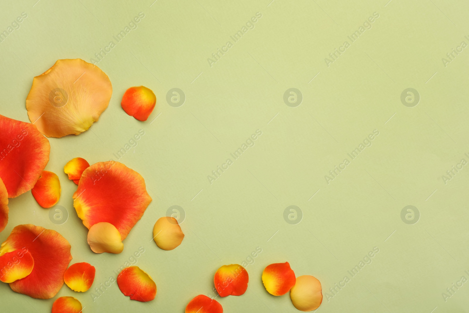 Photo of Beautiful petals on green background, flat lay. Space for text