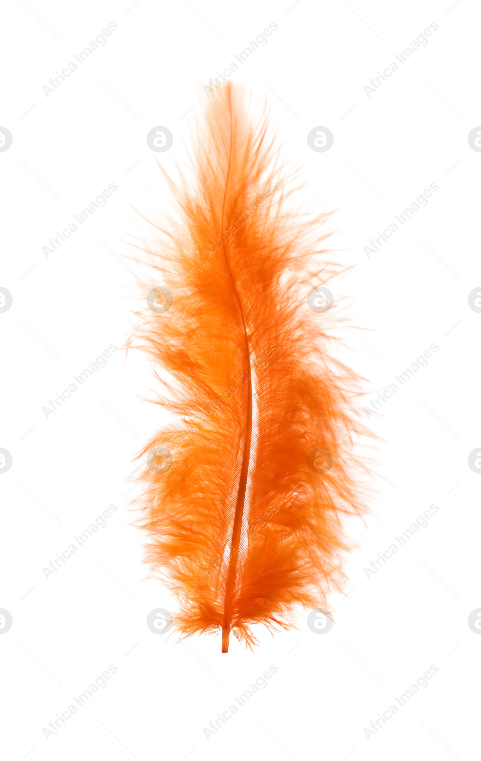 Photo of Fluffy beautiful orange feather isolated on white