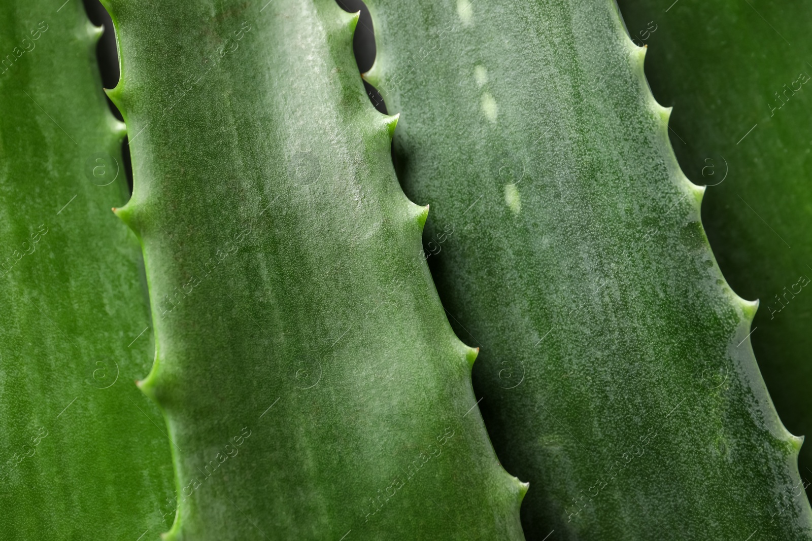 Photo of Fresh aloe vera leaves as background, closeup