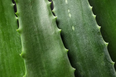 Photo of Fresh aloe vera leaves as background, closeup