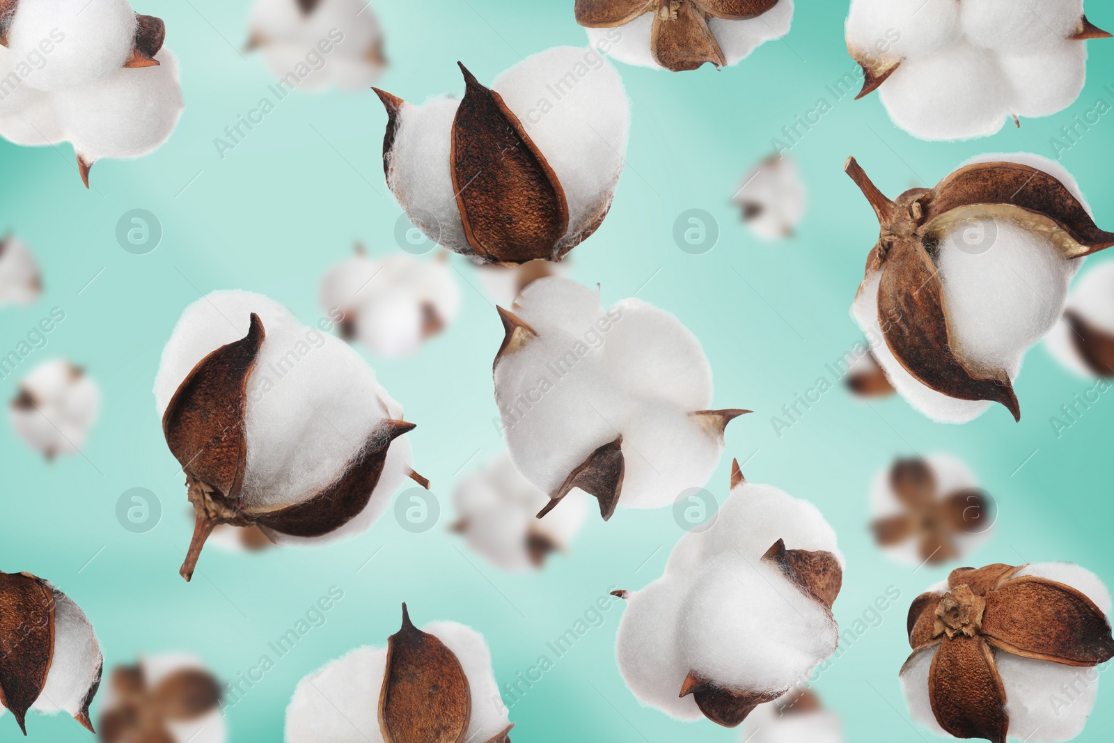 Image of Beautiful cotton flowers falling on aquamarine background