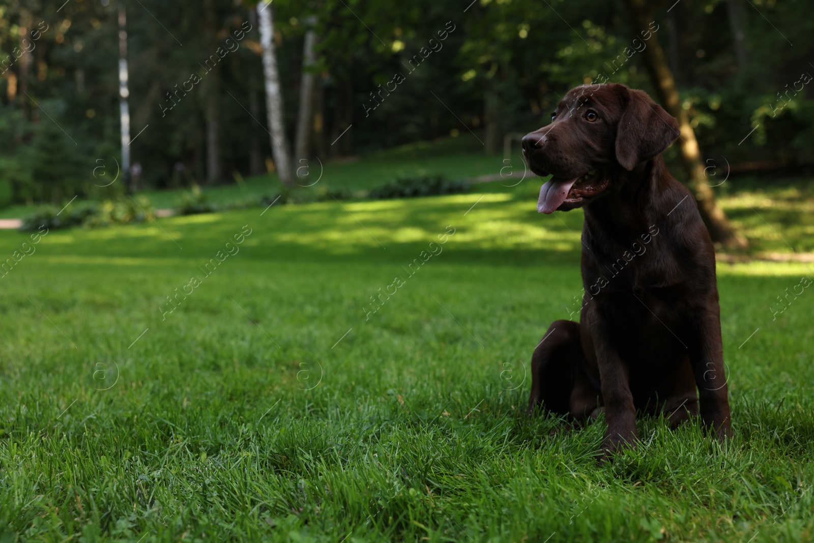 Photo of Adorable Labrador Retriever dog sitting on green grass in park, space for text