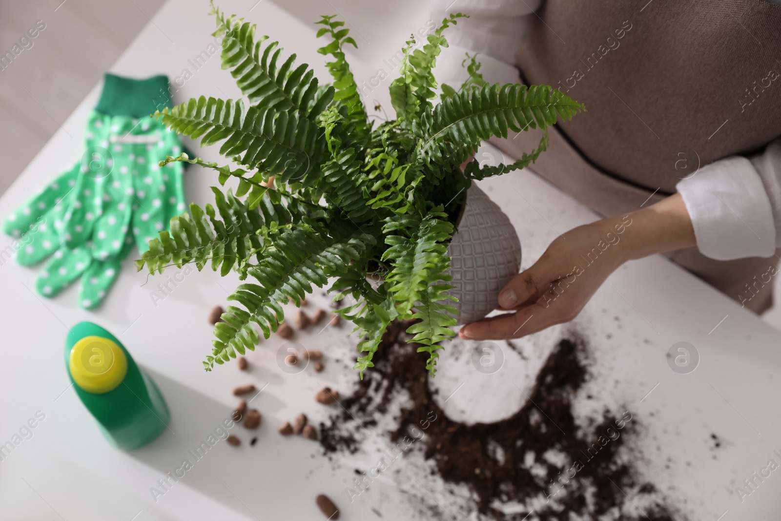 Photo of Woman holding fern above white table, closeup