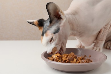 Cute Sphynx cat eating wet food from plate on white table, closeup