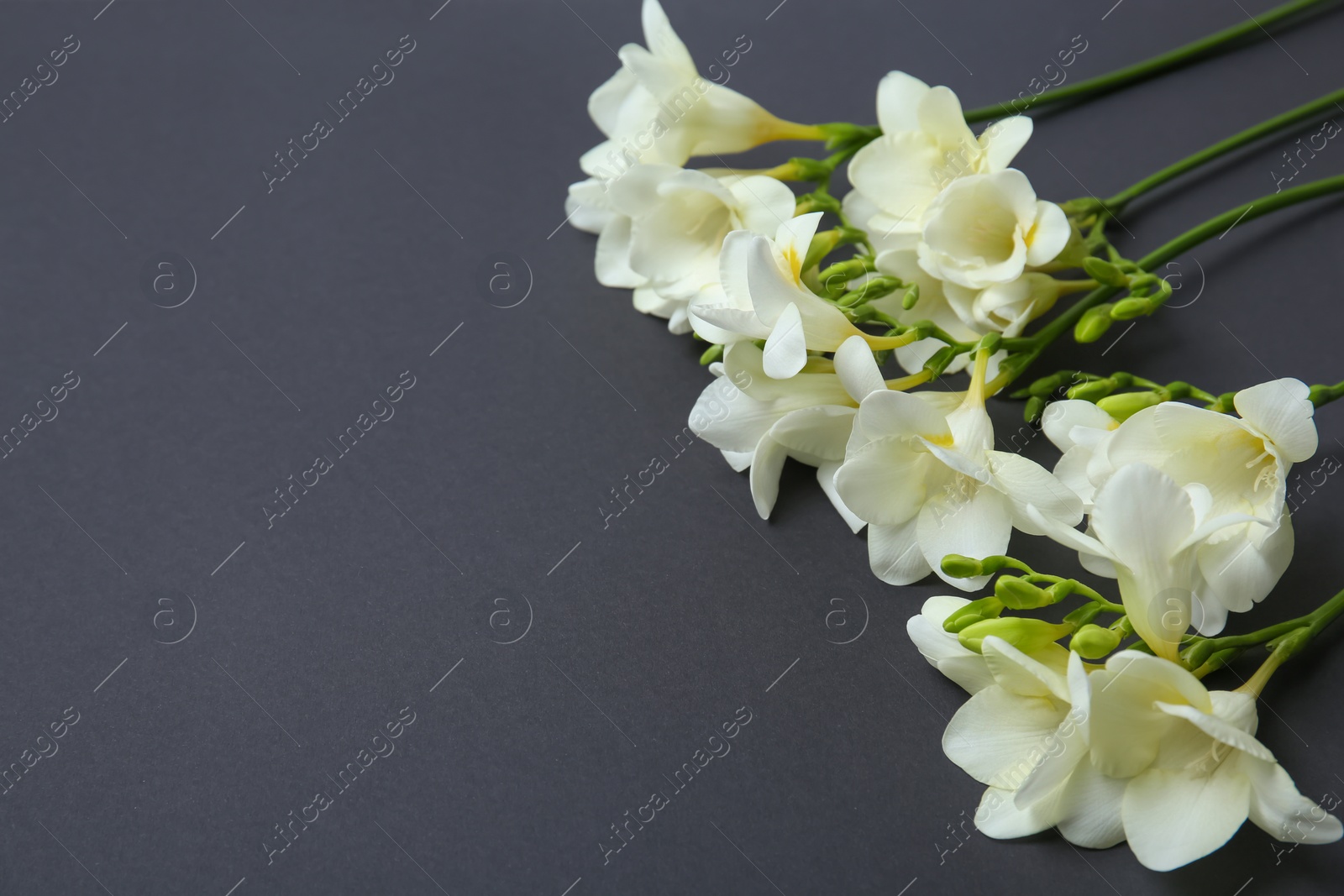 Photo of Beautiful freesia flowers on dark background