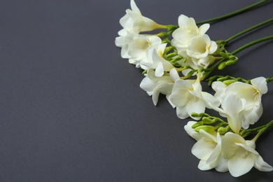 Beautiful freesia flowers on dark background