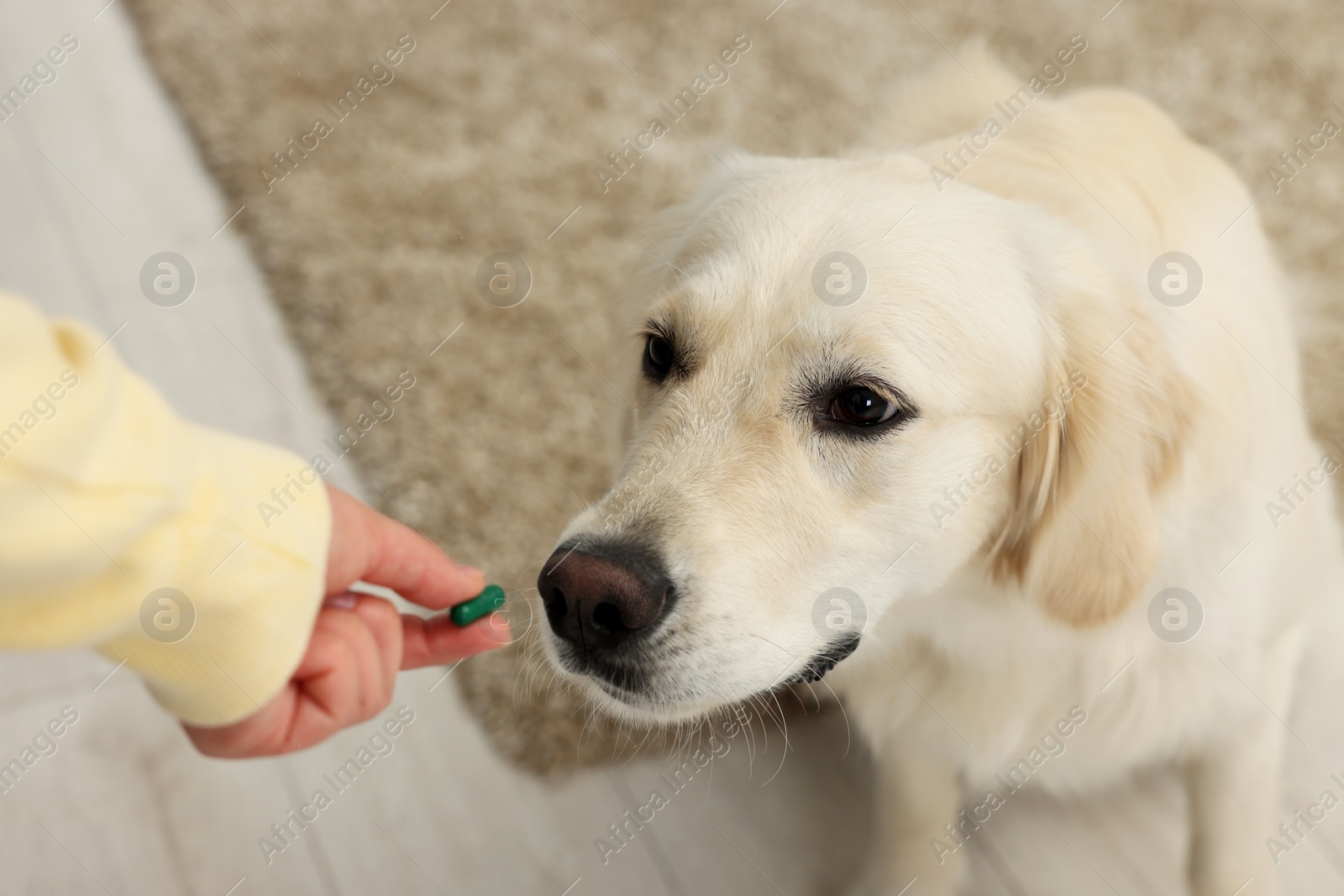 Photo of Woman giving pill to cute Labrador Retriever dog indoors, above view