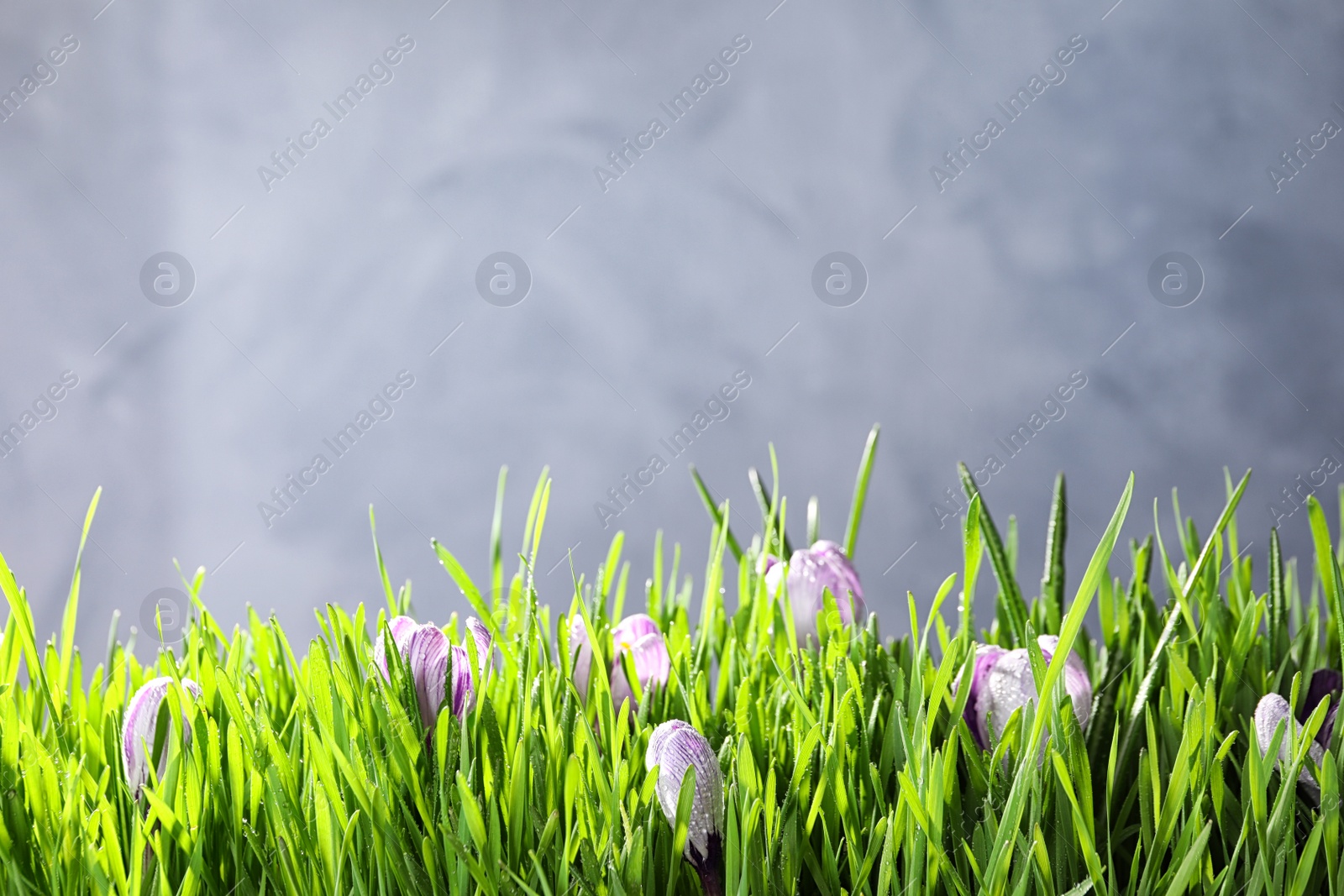 Photo of Fresh green grass and crocus flowers with dew on light grey background, space for text. Spring season