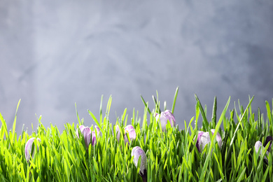 Photo of Fresh green grass and crocus flowers with dew on light grey background, space for text. Spring season
