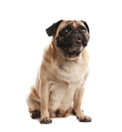 Happy cute pug dog isolated on white