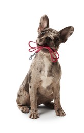 Image of Adorable French bulldog holding leash in mouth on white background