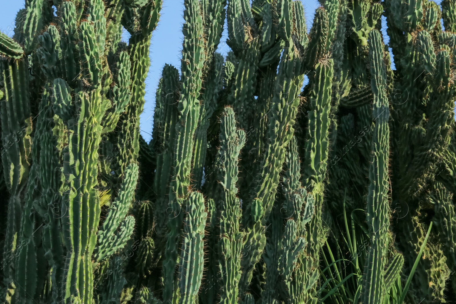 Photo of Beautiful green cactus growing against blue sky