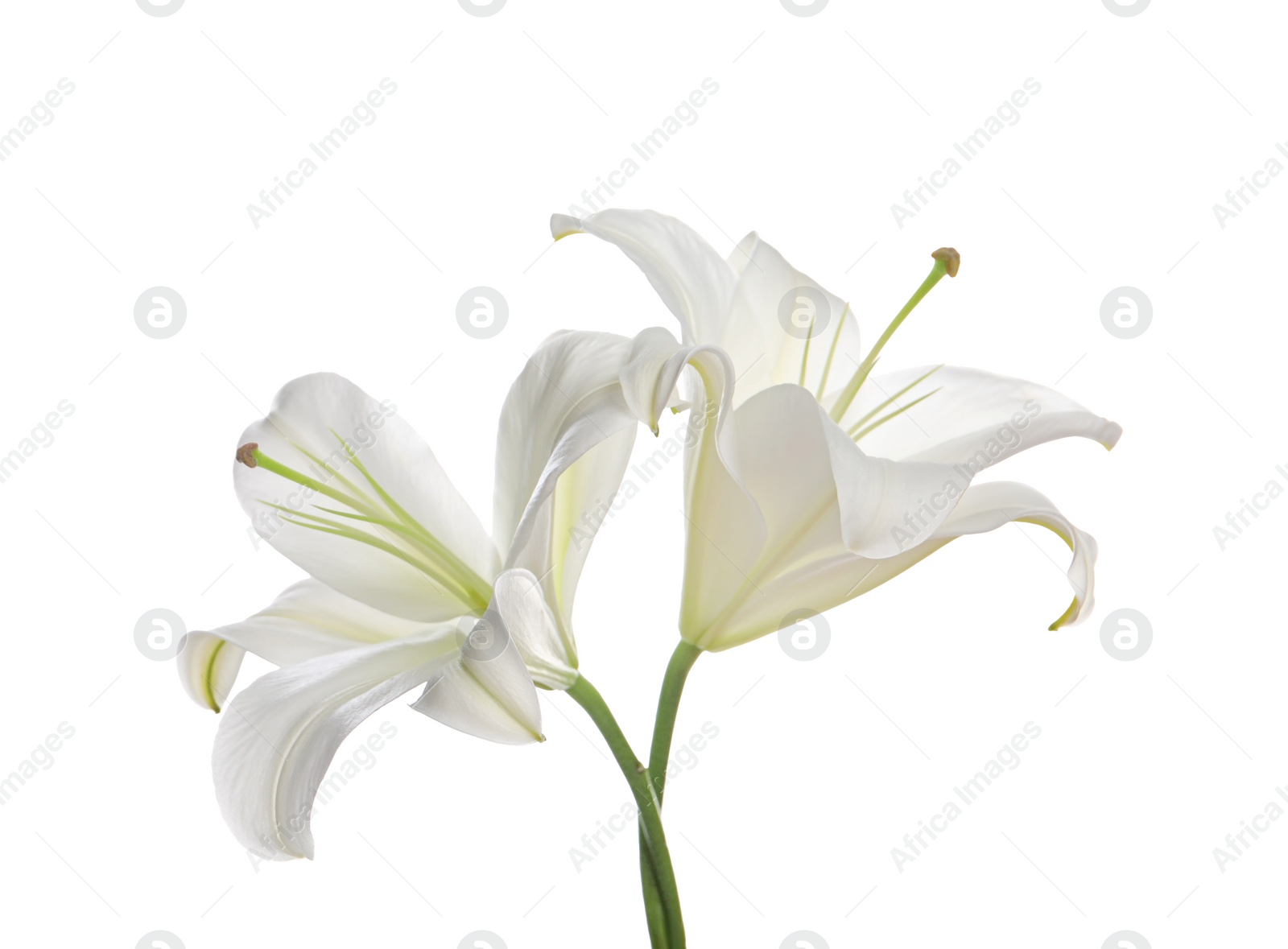 Photo of Beautiful fresh lily flowers isolated on white