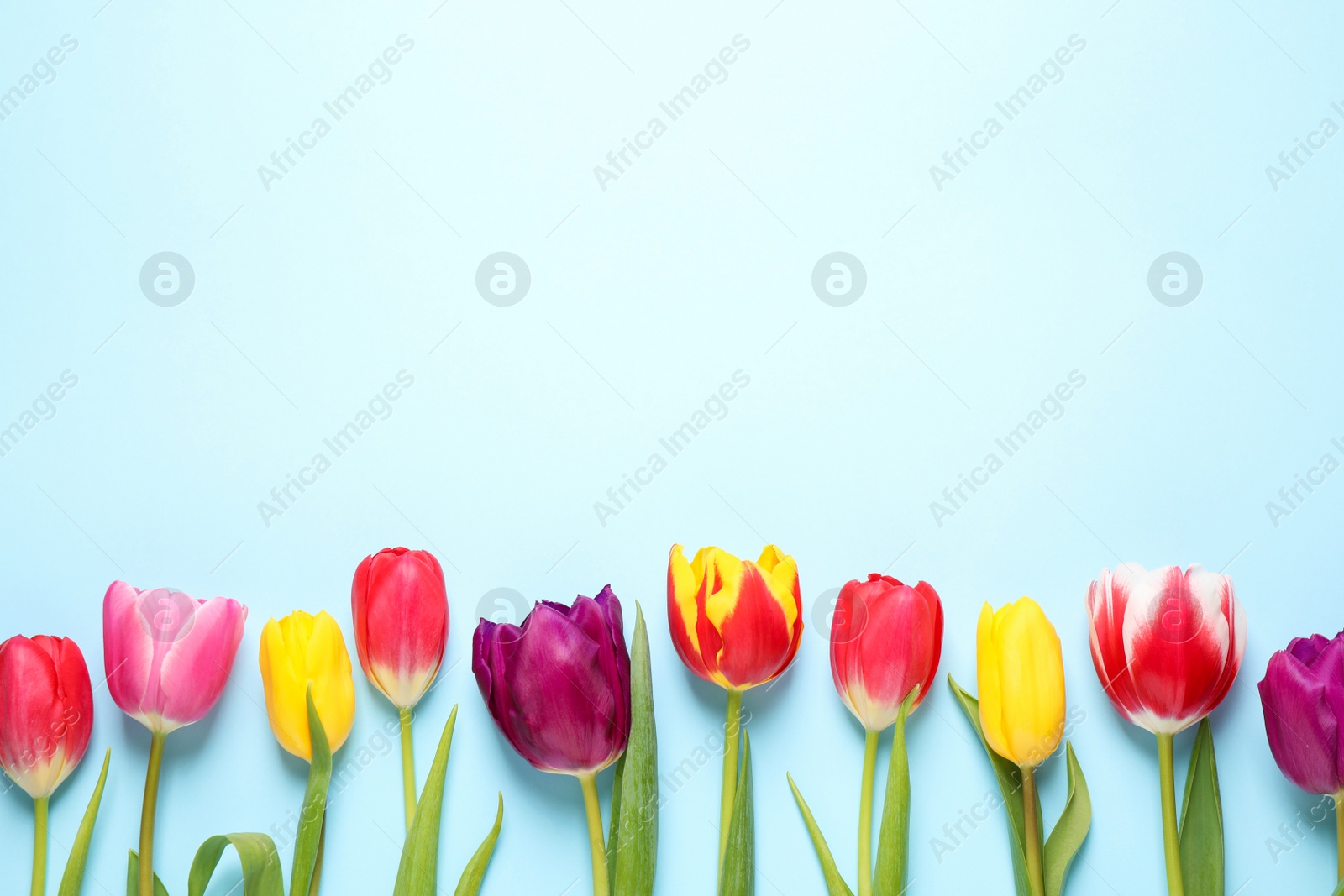 Photo of Beautiful spring tulips on light blue background, flat lay. Space for text