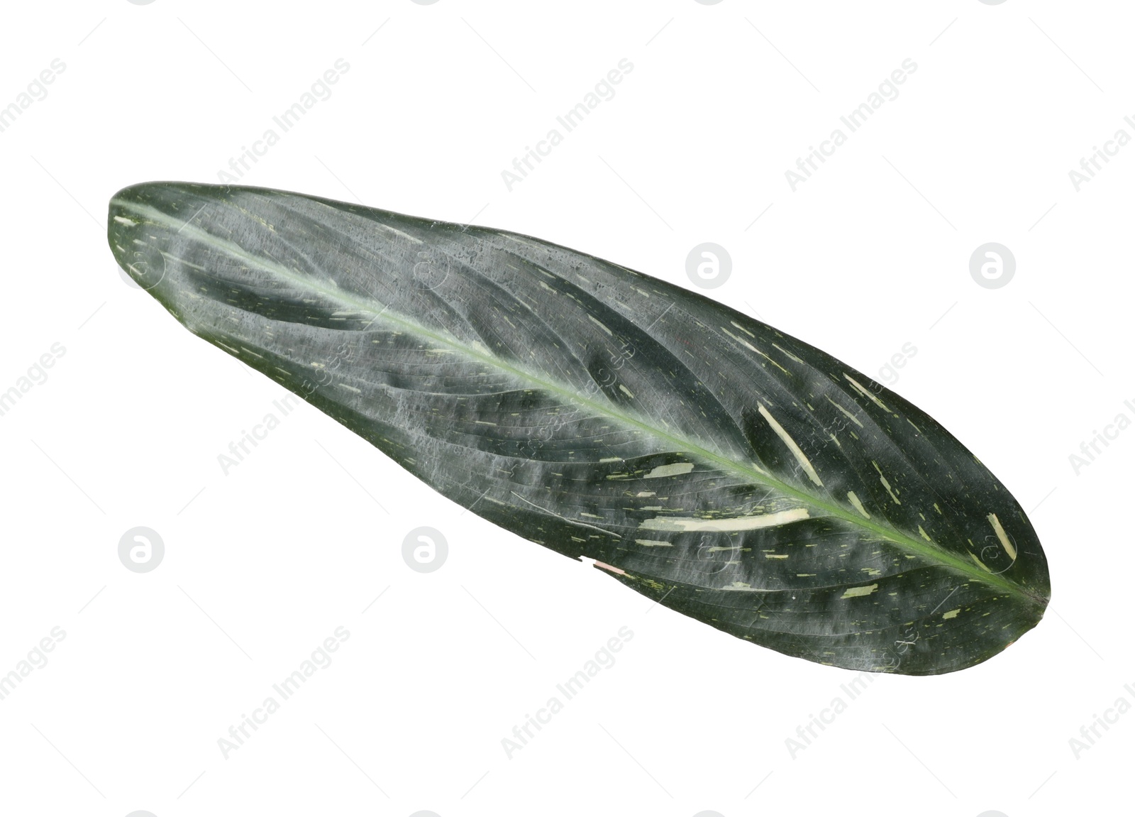 Photo of Leaf of tropical stromanthe plant isolated on white