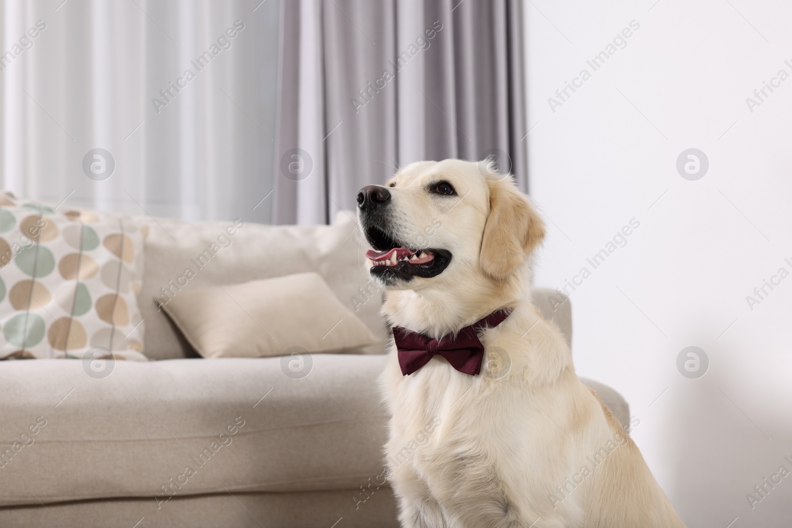 Photo of Cute Labrador Retriever with stylish bow tie indoors. Space for text