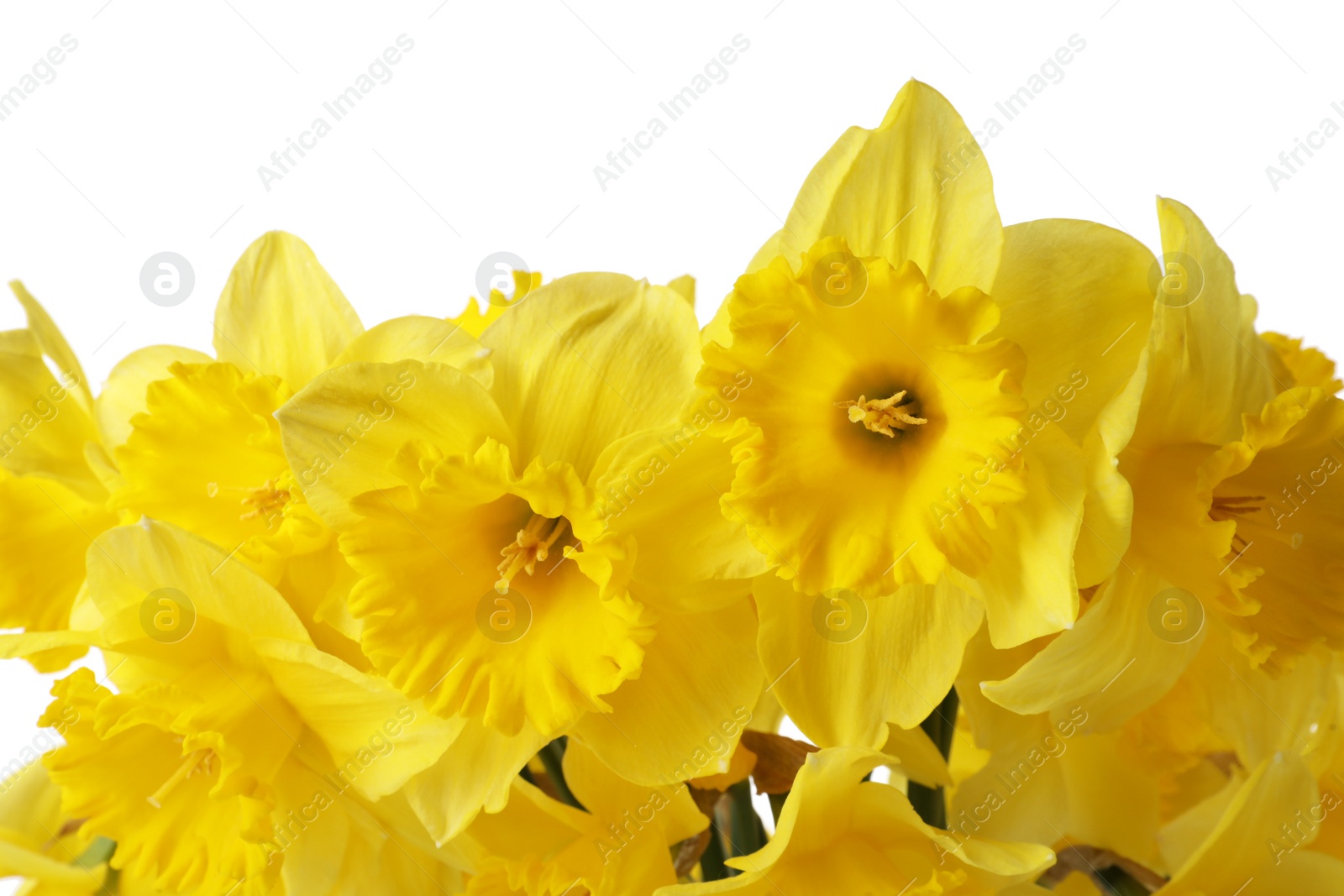 Photo of Beautiful daffodils on white background, closeup. Fresh spring flowers