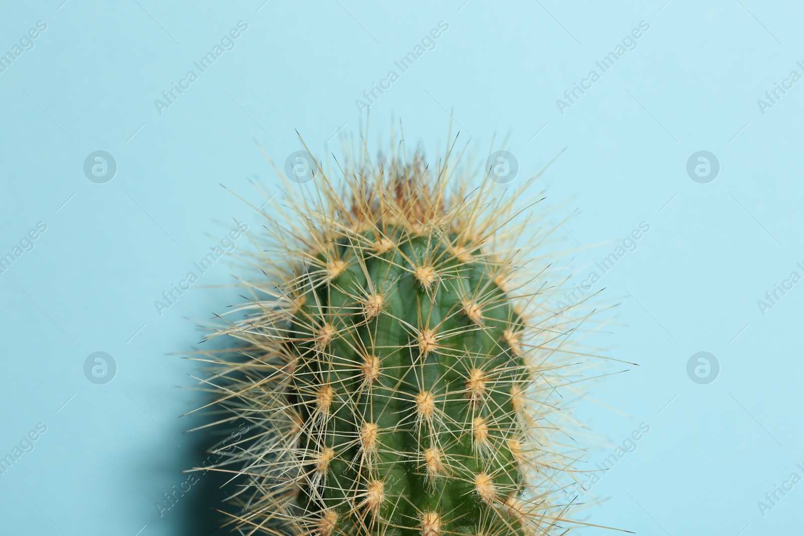 Photo of Beautiful cactus on light blue background, closeup