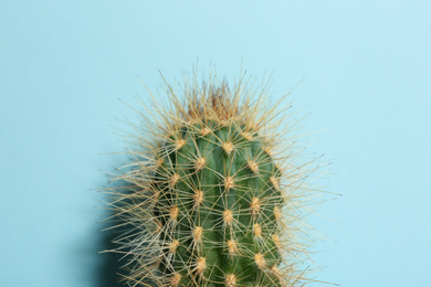 Photo of Beautiful cactus on light blue background, closeup