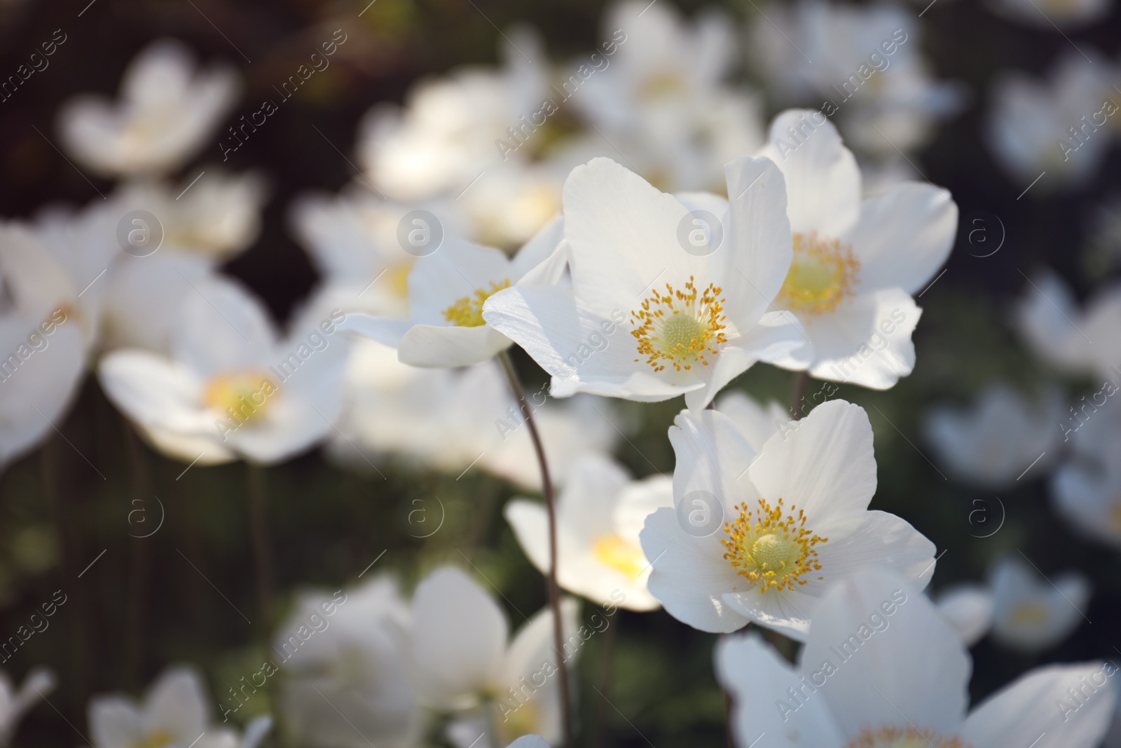 Photo of Beautiful blossoming Japanese anemone flowers outdoors on spring day