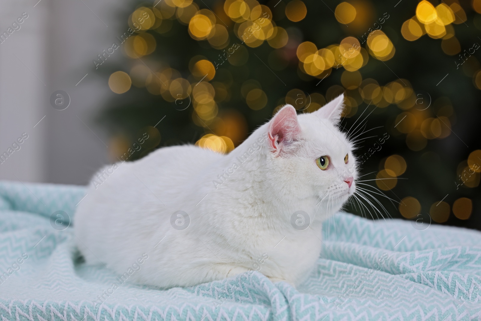 Photo of Christmas atmosphere. Cute cat lying on light blue blanket in cosy room