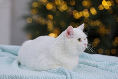 Photo of Christmas atmosphere. Cute cat lying on light blue blanket in cosy room