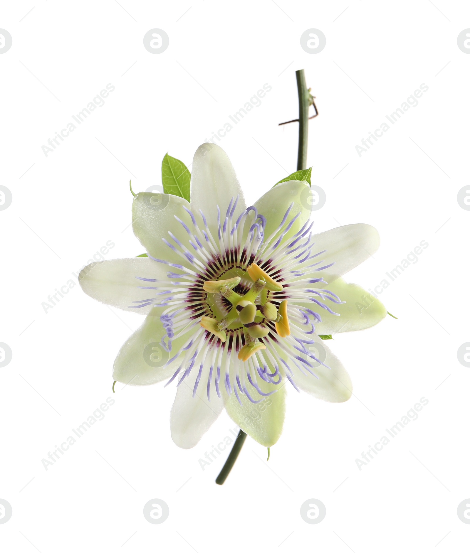 Photo of Beautiful blossom of Passiflora plant (passion fruit) on white background