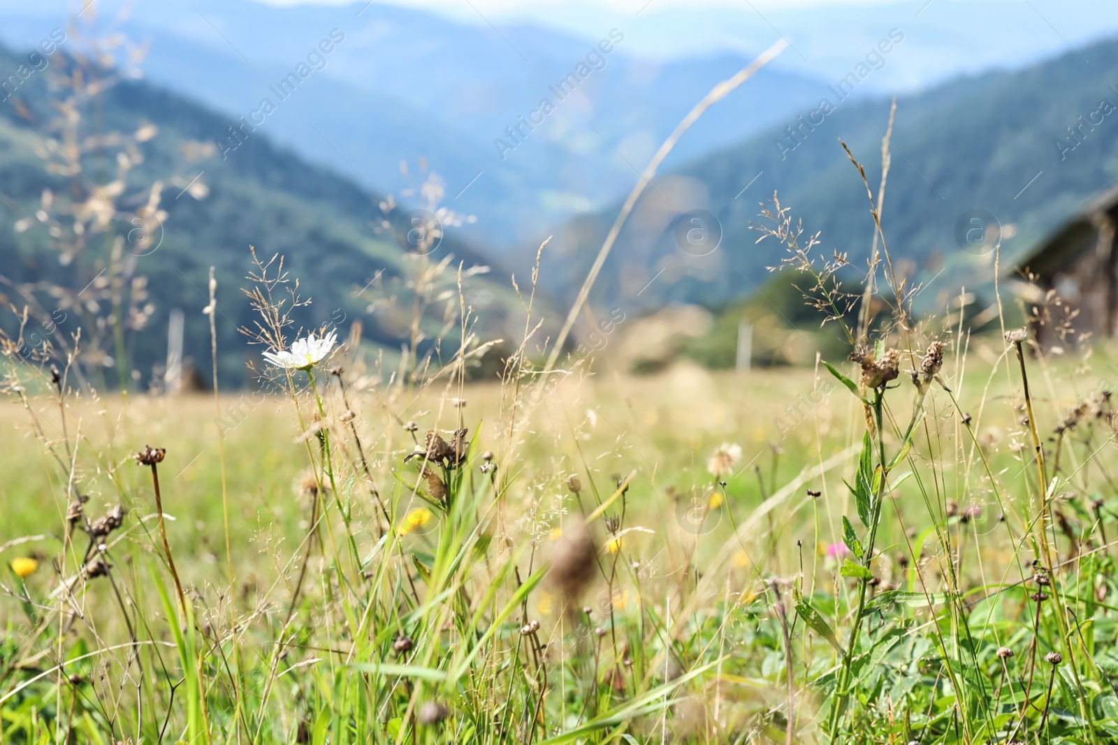 Photo of Field with meadow flowers on bright sunny day