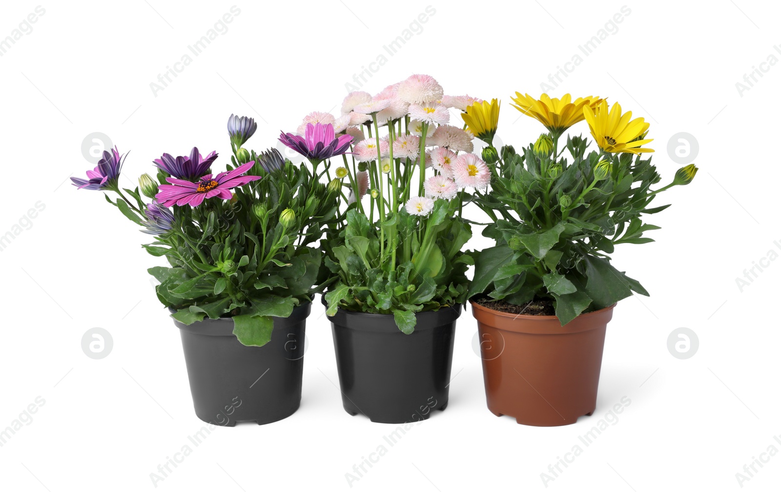 Photo of Different beautiful potted flowers isolated on white