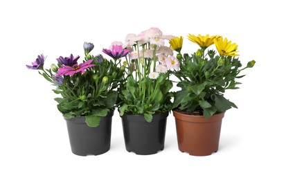 Photo of Different beautiful potted flowers isolated on white