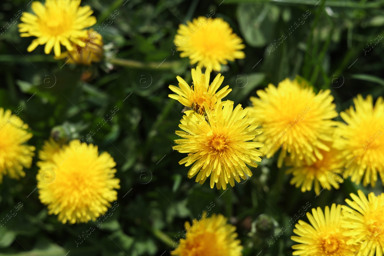 Photo of Beautiful bright yellow dandelions in green grass on sunny day, closeup