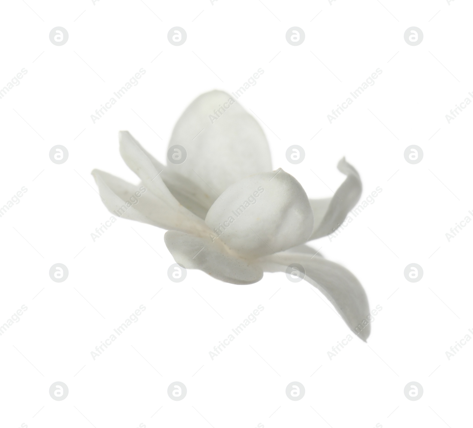 Photo of Beautiful fresh lilac blossom isolated on white