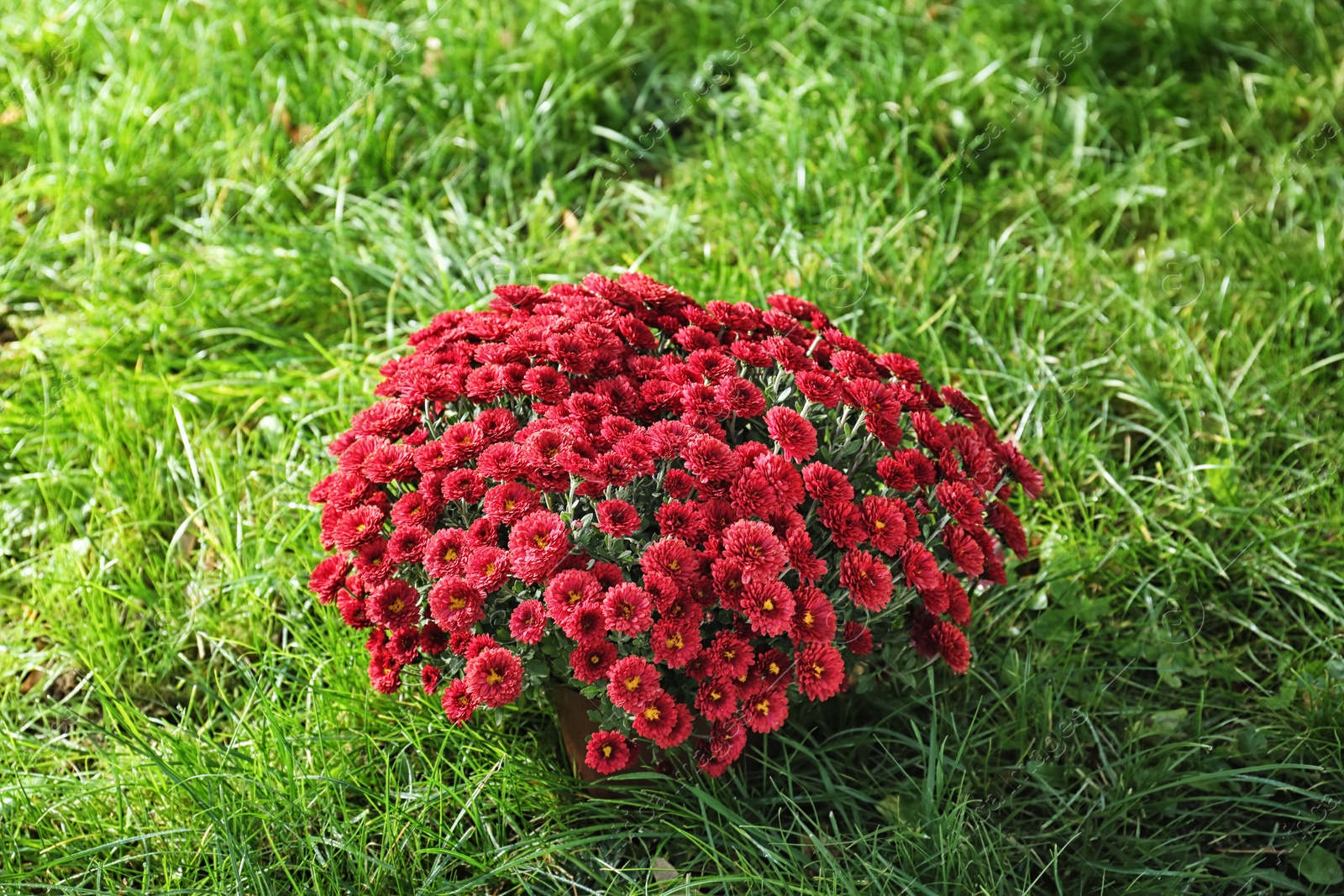 Photo of Beautiful colorful chrysanthemum flowers on green grass