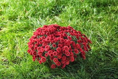 Beautiful colorful chrysanthemum flowers on green grass