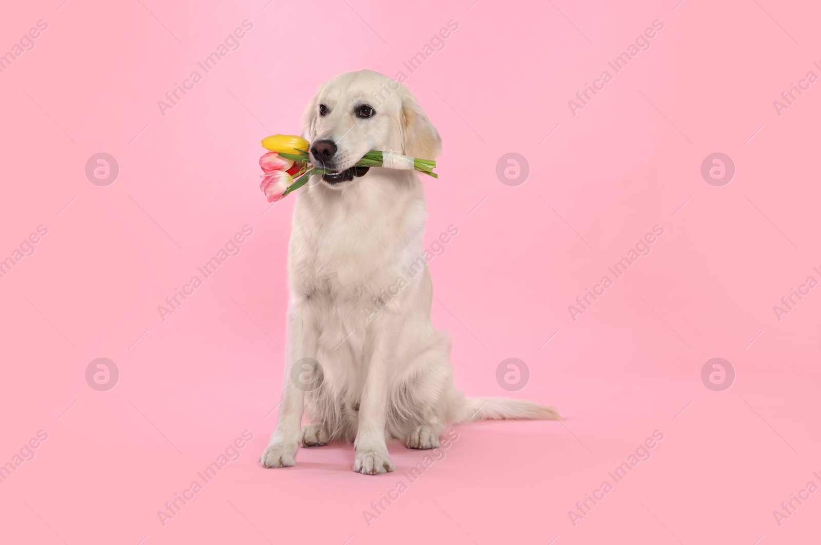 Photo of Cute Labrador Retriever with beautiful tulip flowers on pink background