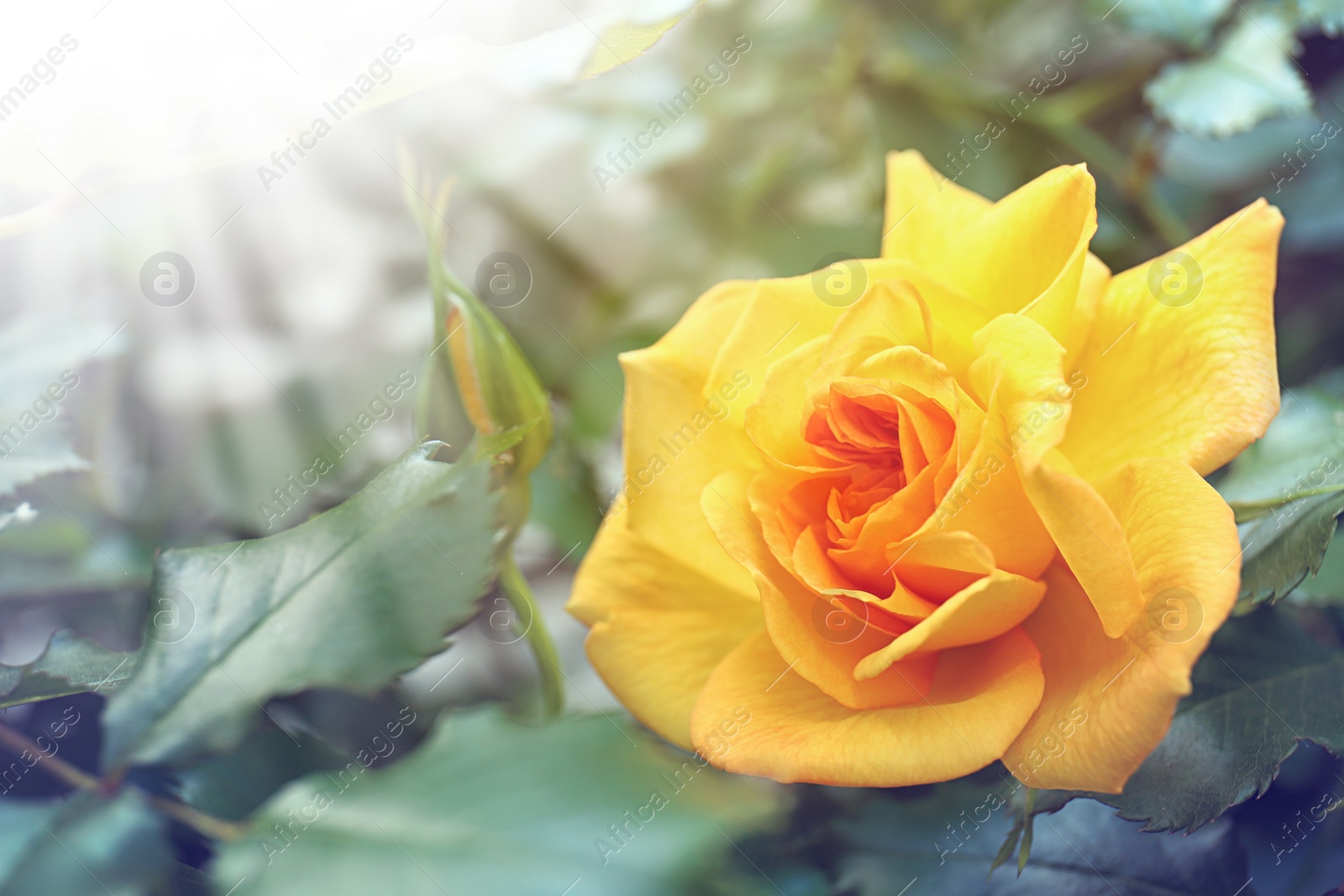 Photo of Beautiful yellow rose flower in spring garden. Space for text