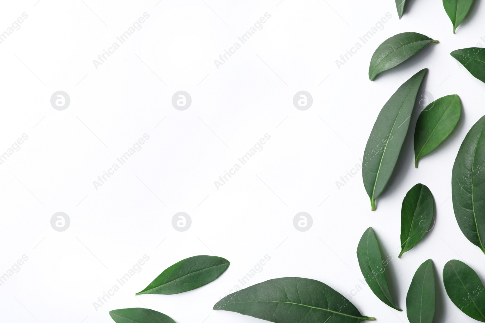 Photo of Fresh green citrus leaves on white background, top view. Space for text