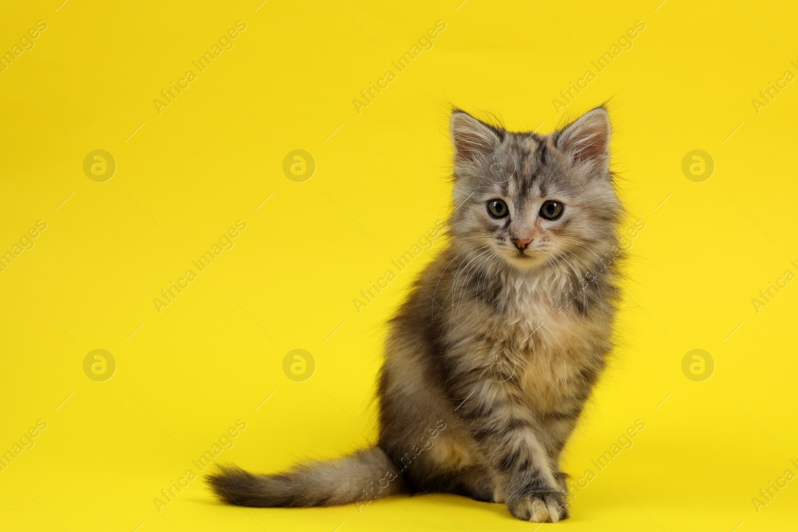 Photo of Cute fluffy kitten on yellow background, space for text