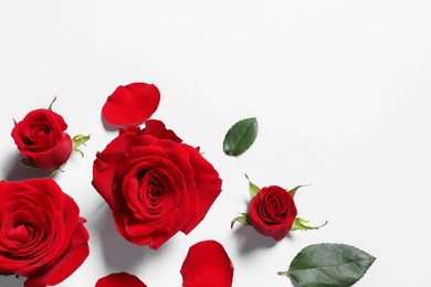 Beautiful red roses and petals on white background, flat lay. Space for text